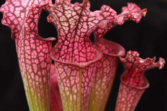 Sarracenia leucophylla (Hot Pink x(Red x Pink)) #75 (Shipped Bare-Root)