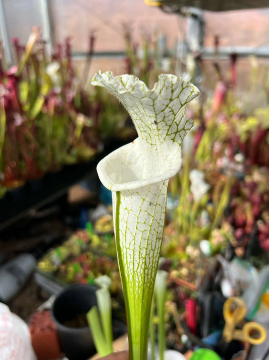 Sarracenia leucophylla Hurricane Creek White (1 x F) (Shipped Bare-Root)