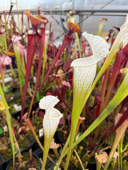 Sarracenia leucophylla Hurricane Creek White A x F Select MW (Shipped Bare-Root)