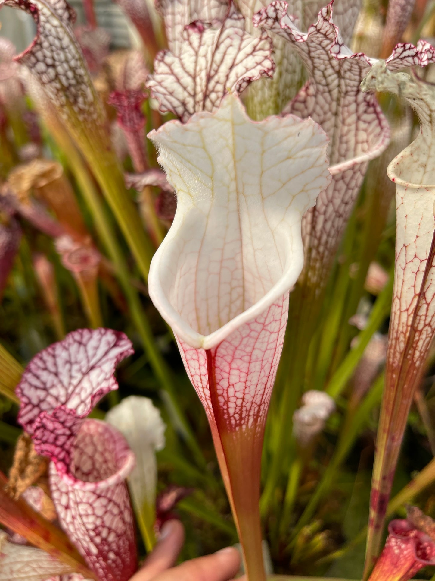 Sarracenia leucophylla Hurricane Creek White A x F Select MW (Shipped Bare-Root)