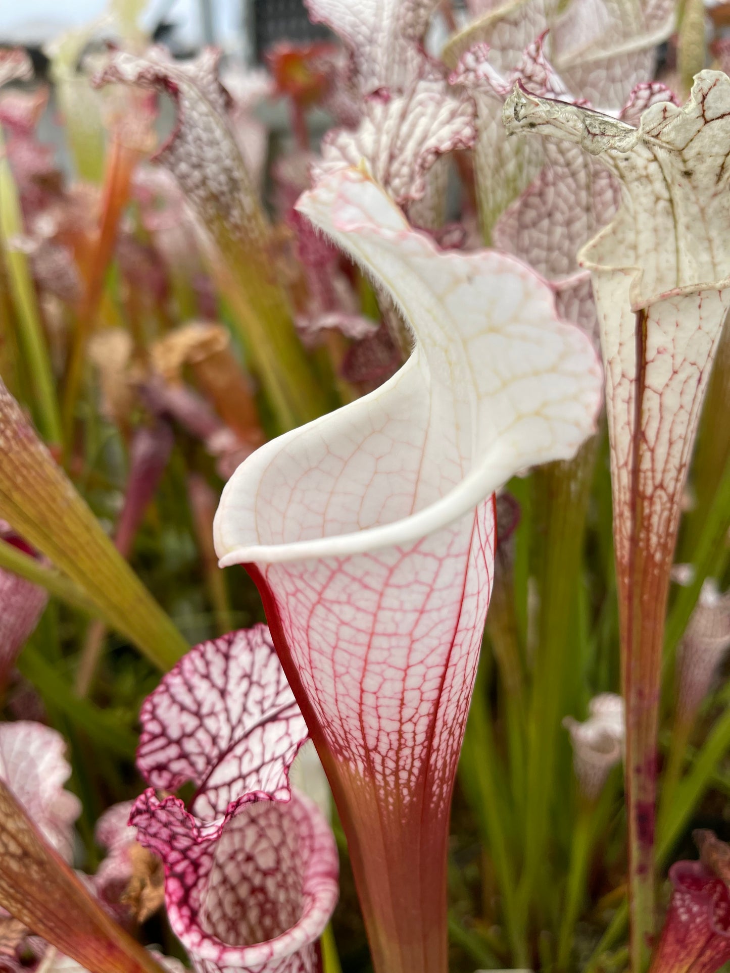 Sarracenia leucophylla Hurricane Creek White A x F Select MW (Shipped Bare-Root)