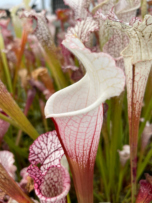 Sarracenia leucophylla Hurricane Creek White A x F Select MW (Shipped Bare-Root)