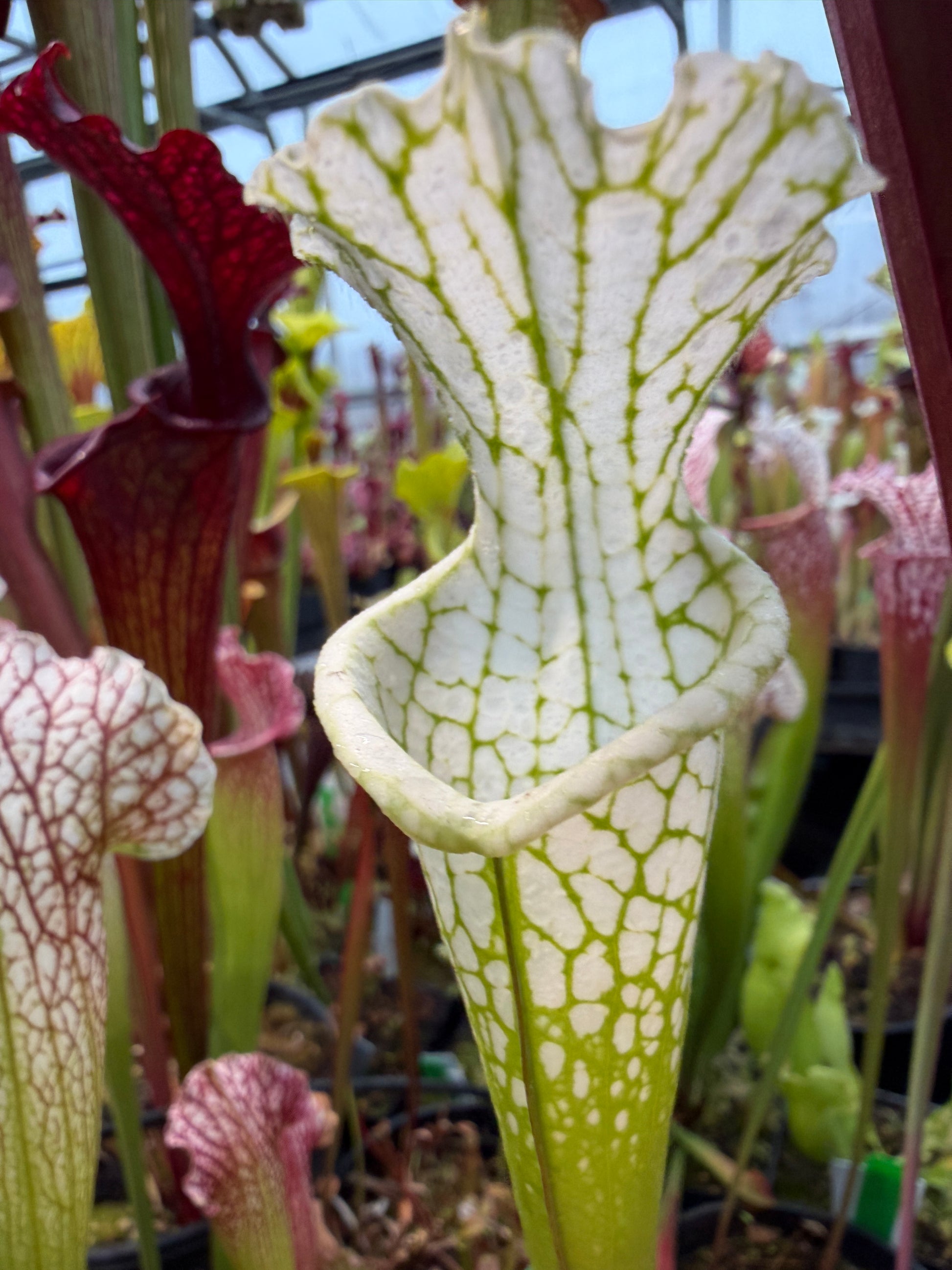 Sarracenia leucophylla Hurricane Creek White B