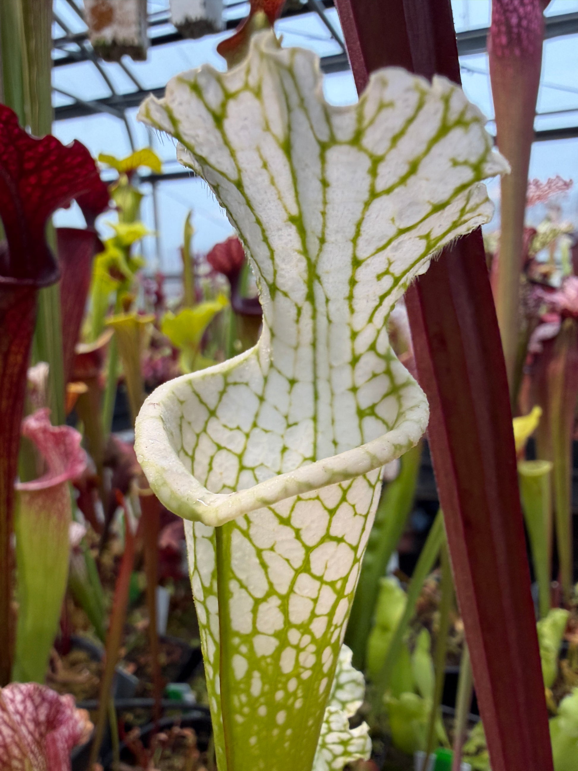 Sarracenia leucophylla Hurricane Creek White B