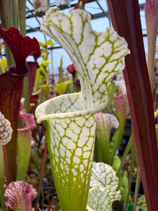 Sarracenia leucophylla Hurricane Creek White B