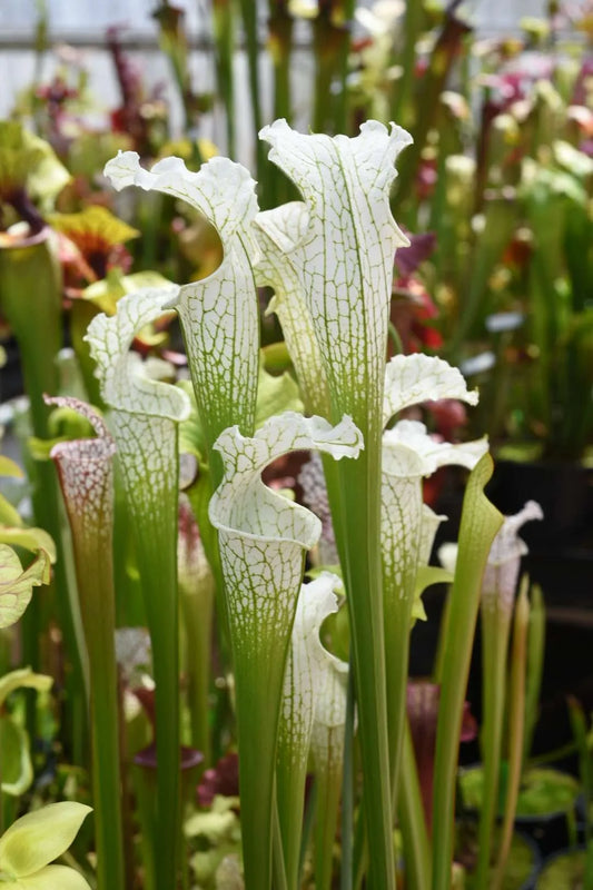 Sarracenia leucophylla Hurricane Creek White F (Shipped Bare-Root)