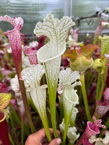 Sarracenia leucophylla Hurricane Creek White MS #3 (Shipped Bare-Root)