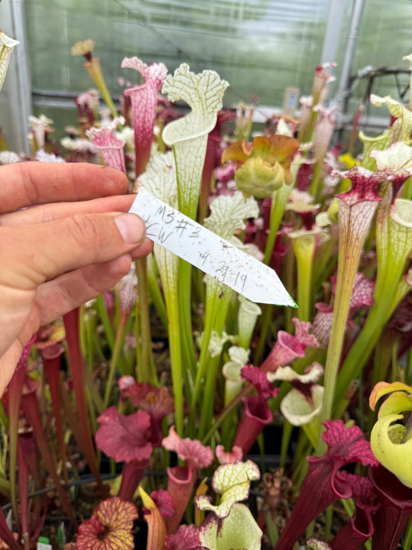 Sarracenia leucophylla Hurricane Creek White MS #3 (Shipped Bare-Root)