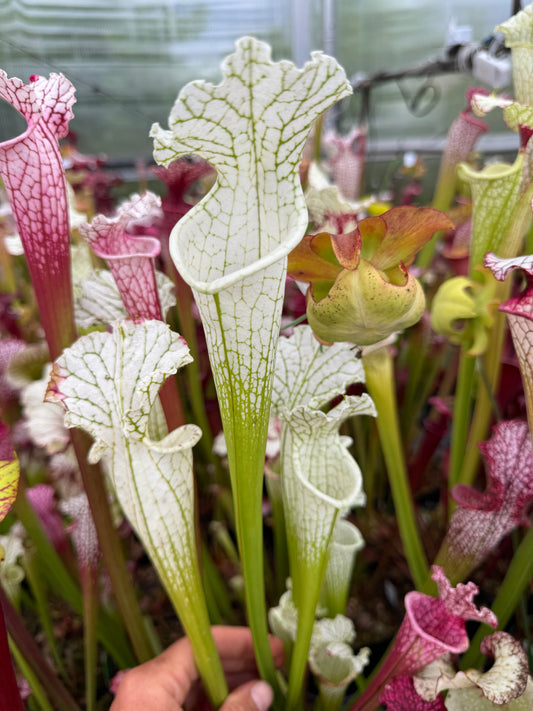 Sarracenia leucophylla Hurricane Creek White MS #3 (Shipped Bare-Root)