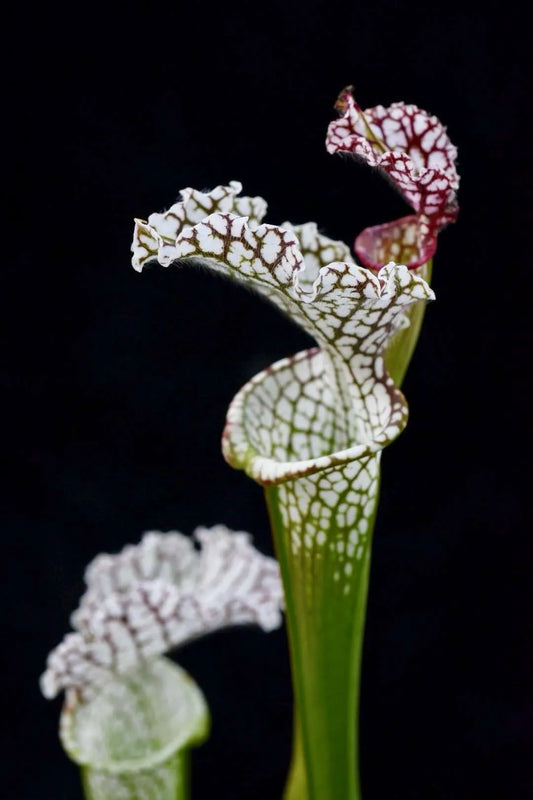 Sarracenia leucophylla Live Oak Creek Okaloosa Co FL - Very Tall Plants S453 (Shipped Bare-Root)