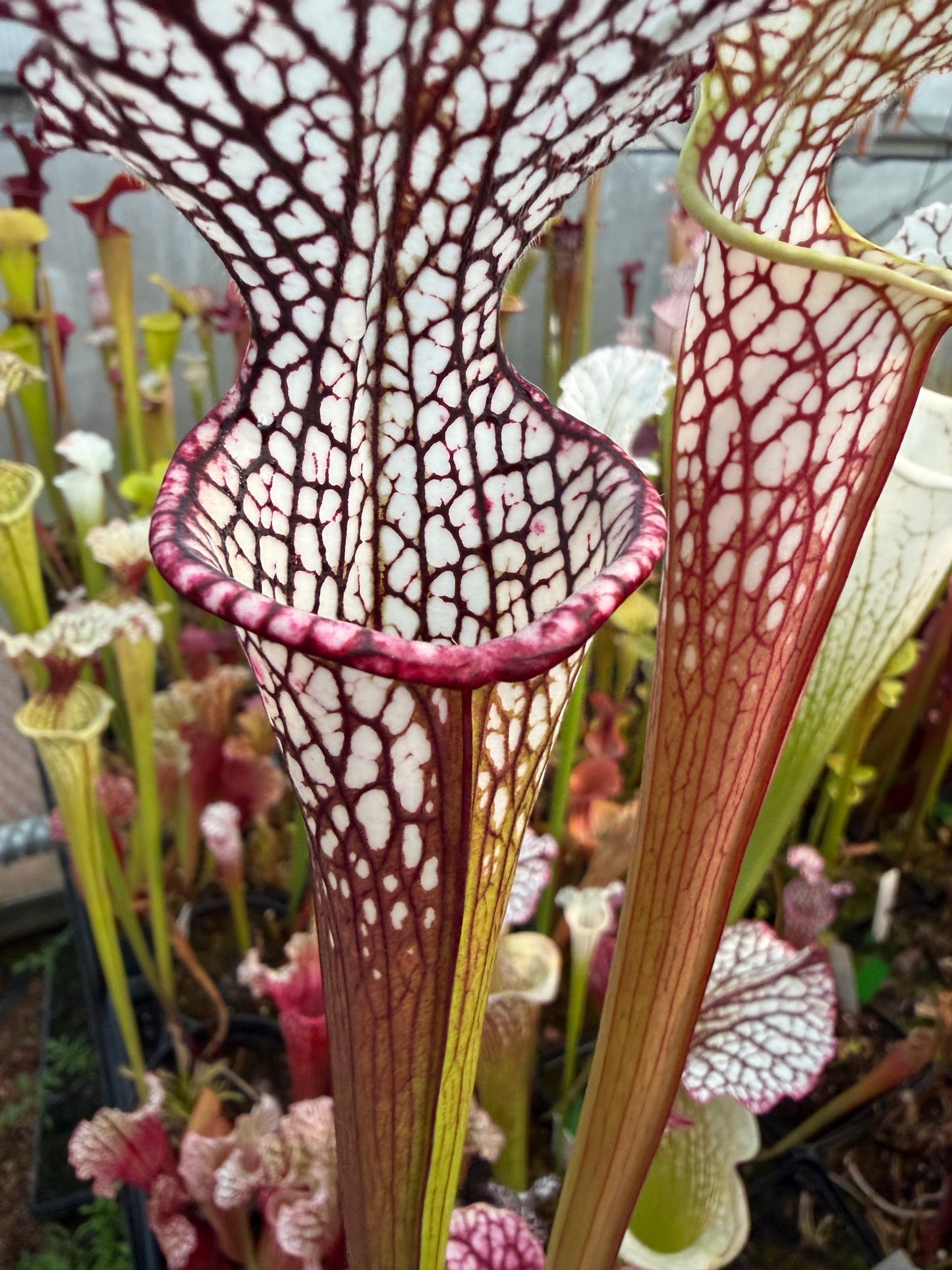 Sarracenia leucophylla MK L107 (Shipped Bare-Root)