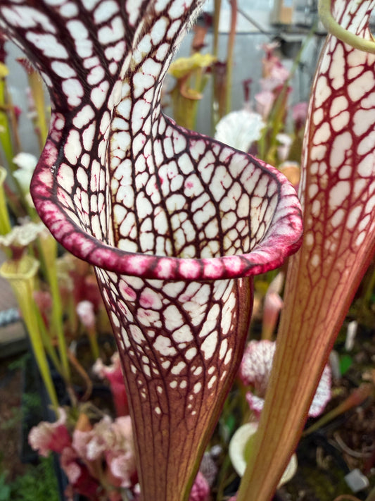 Sarracenia leucophylla MK L107 (Shipped Bare-Root)