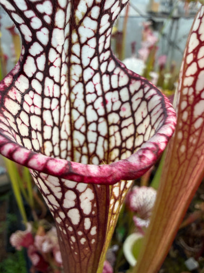 Sarracenia leucophylla MK L107 (Shipped Bare-Root)