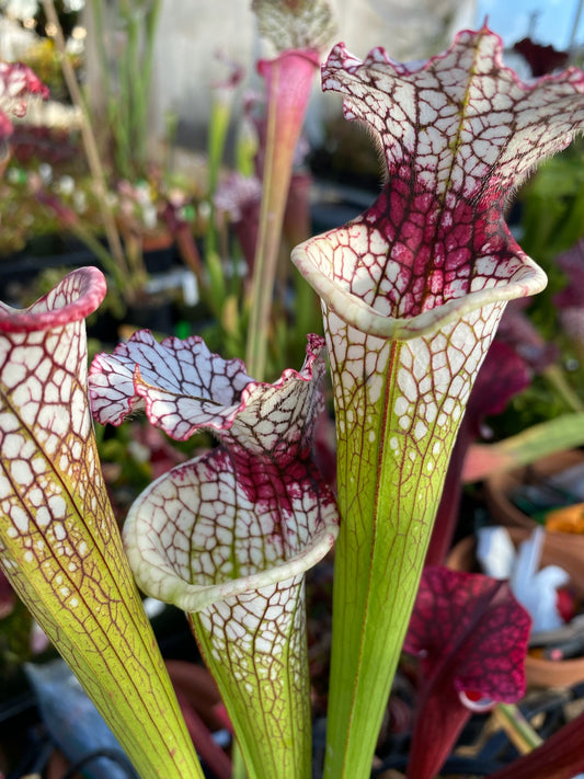 Sarracenia leucophylla MK L111 Red Stripe In Throat - Small (Shipped Bare-Root)