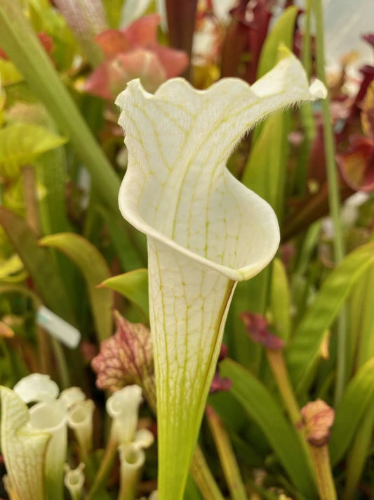 Sarracenia leucophylla MK L115 var Alba Christain K. #3 (Shipped Bare-Root)
