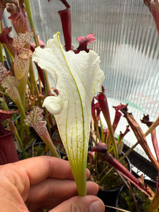 Sarracenia leucophylla MK L115 var Alba Cristain K. #3 (Shipped Bare-Root)