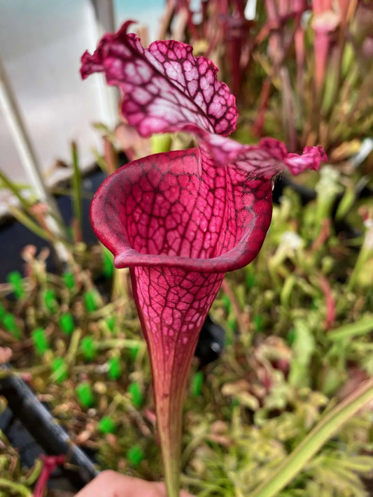 Sarracenia leucophylla MK L129 Ruby Joyce (Shipped Bare-Root)