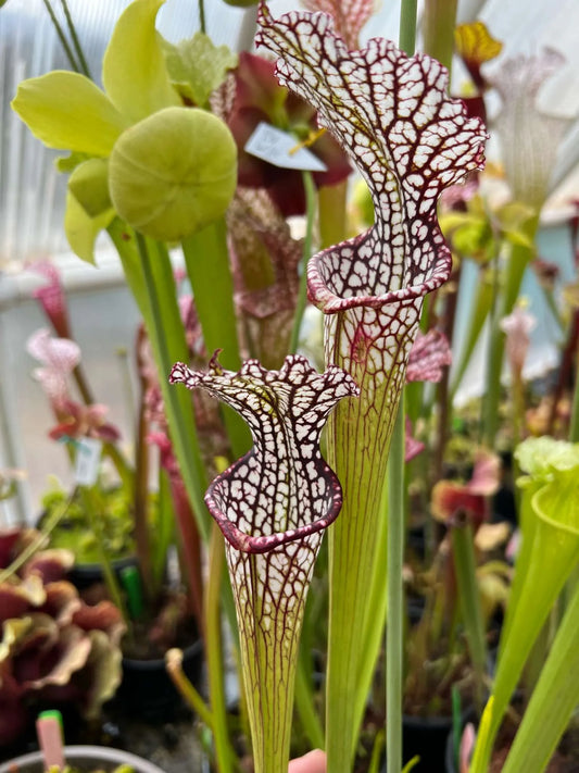 Sarracenia leucophylla MK L12A Purple Vein, Deer Park AL (Shipped Bare-Root)
