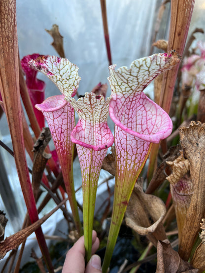 Sarracenia leucophylla MK L131 Ruby Joyce x var.alba No. 5 MH, 2013 (Shipped Bare-Root)