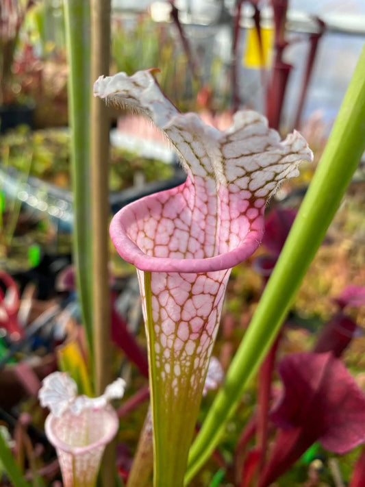 Sarracenia leucophylla MK L132 Ruby Joyce x Alba #14 (Shipped Bare-Root)