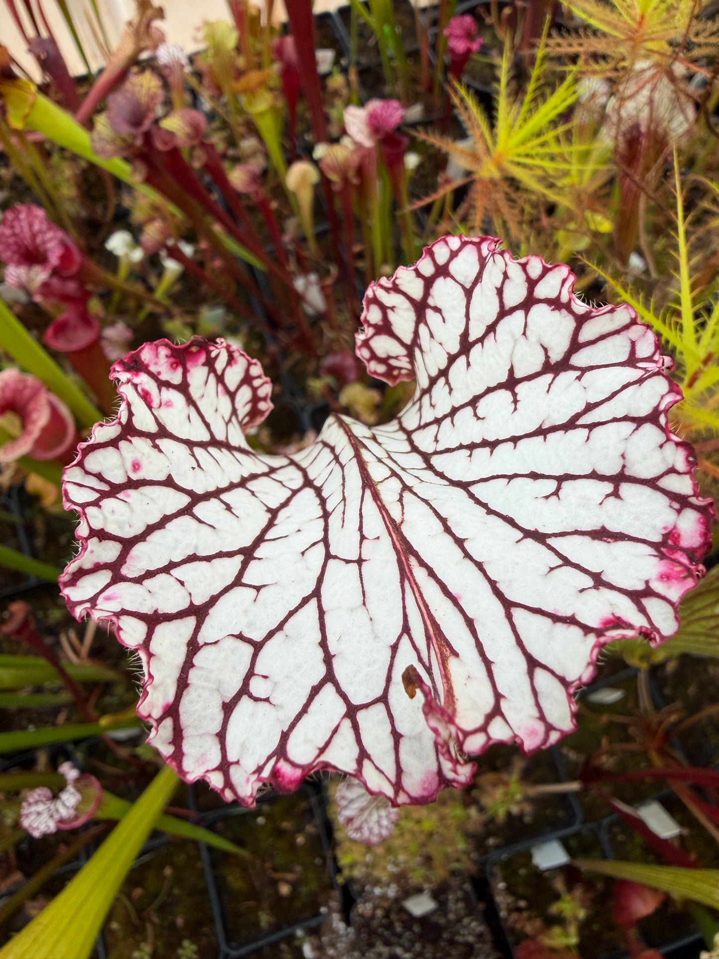 Sarracenia leucophylla MK L133B Giant from Splinter Hill - Small (Shipped Bare-Root)