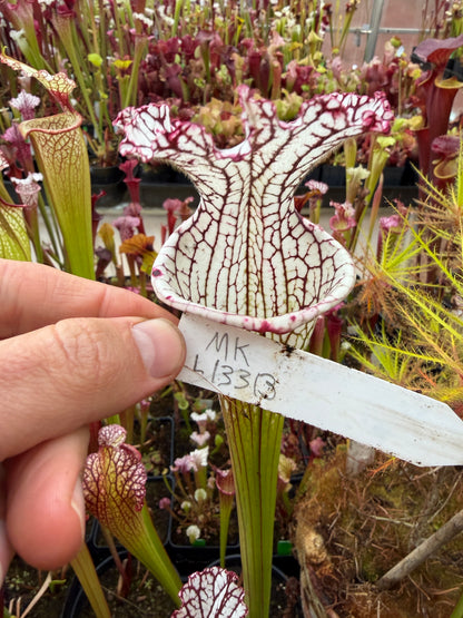Sarracenia leucophylla MK L133B Giant from Splinter Hill - Small (Shipped Bare-Root)