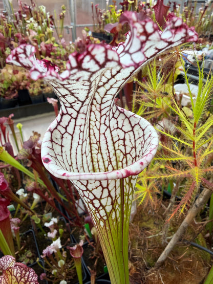 Sarracenia leucophylla MK L133B Giant from Splinter Hill - Small (Shipped Bare-Root)