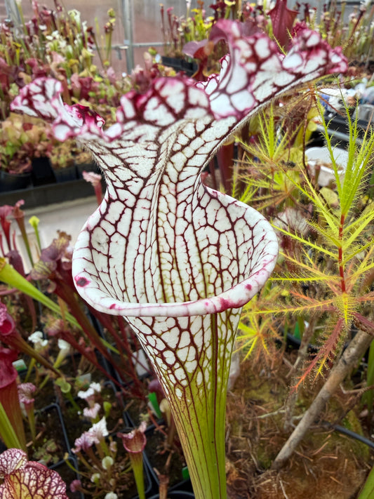 Sarracenia leucophylla MK L133B Giant from Splinter Hill - Small (Shipped Bare-Root)