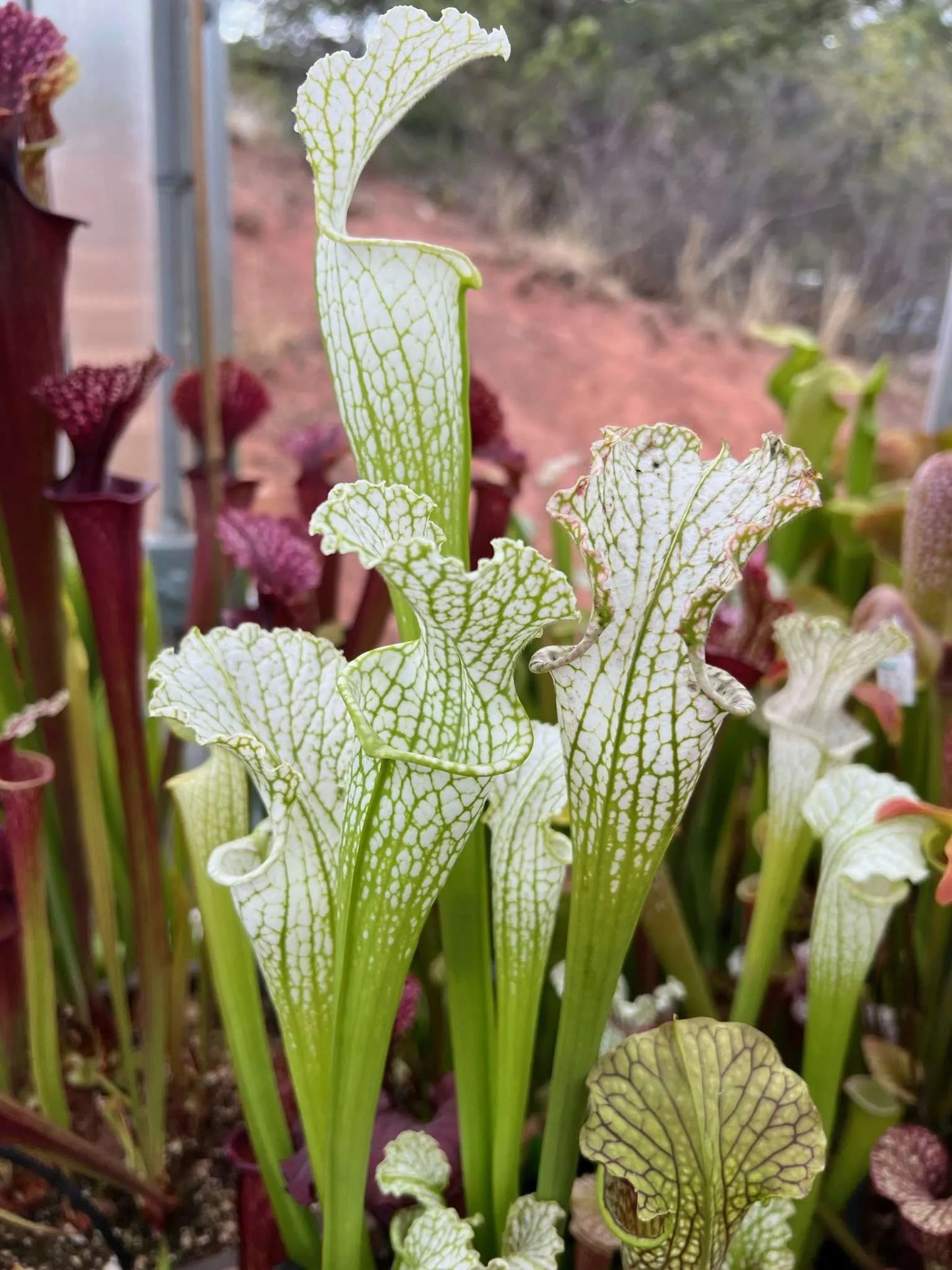 Sarracenia leucophylla MK L139 ‘Schnell’s Ghost’ x leucophylla Yellow Flower. (AE 2014) (Shipped Bare-Root)