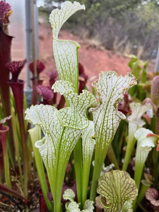 Sarracenia leucophylla MK L139 ‘Schnell’s Ghost’ x leucophylla Yellow Flower. (AE 2014) (Shipped Bare-Root)