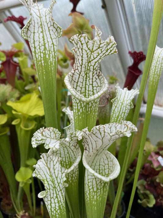 Sarracenia leucophylla MK L45 Alba Perdido AL (Shipped Bare-Root)