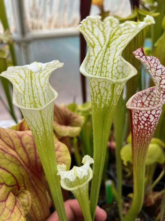 Sarracenia leucophylla MK L50 White Top Baldwin Co AL (Shipped Bare-Root)