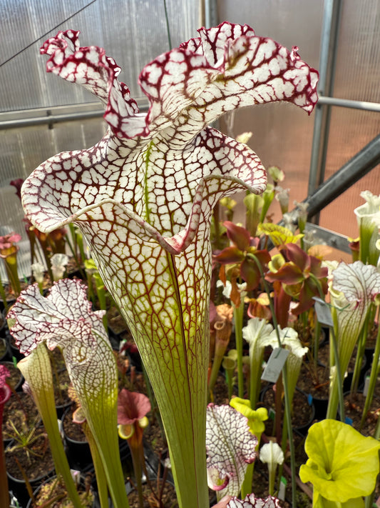 Sarracenia leucophylla MK L87 Bocaza Giant, probably the biggest in the world (Shipped Bare-Root)