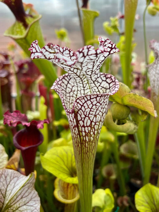 Sarracenia leucophylla MK L87 Bocaza (Shipped Bare-Root)