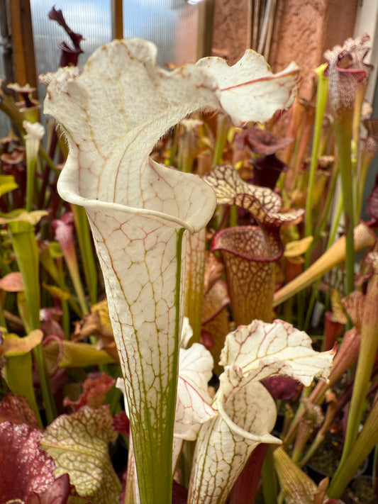 Sarracenia leucophylla MK L9 alba (Shipped Bare-Root)