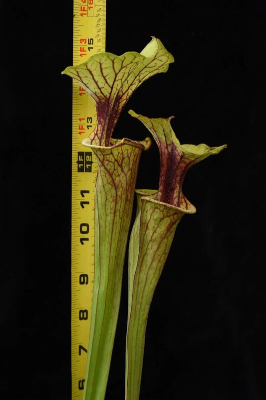 Sarracenia leucophylla near Seminole Bladwin Co AL S449 world O (Shipped Bare-Root)