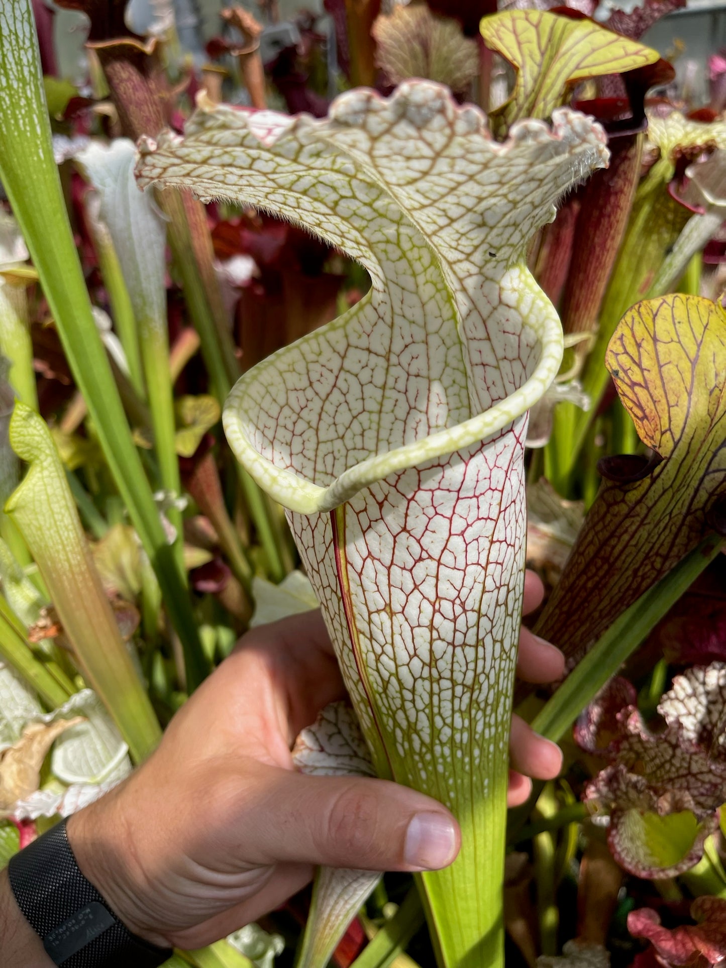 Sarracenia leucophylla Okaloosa Co FL Huge White/Pink (Shipped Bare-Root)