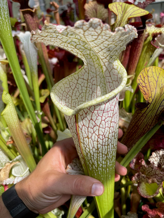 Sarracenia leucophylla Okaloosa Co FL Huge White/Pink (Shipped Bare-Root)