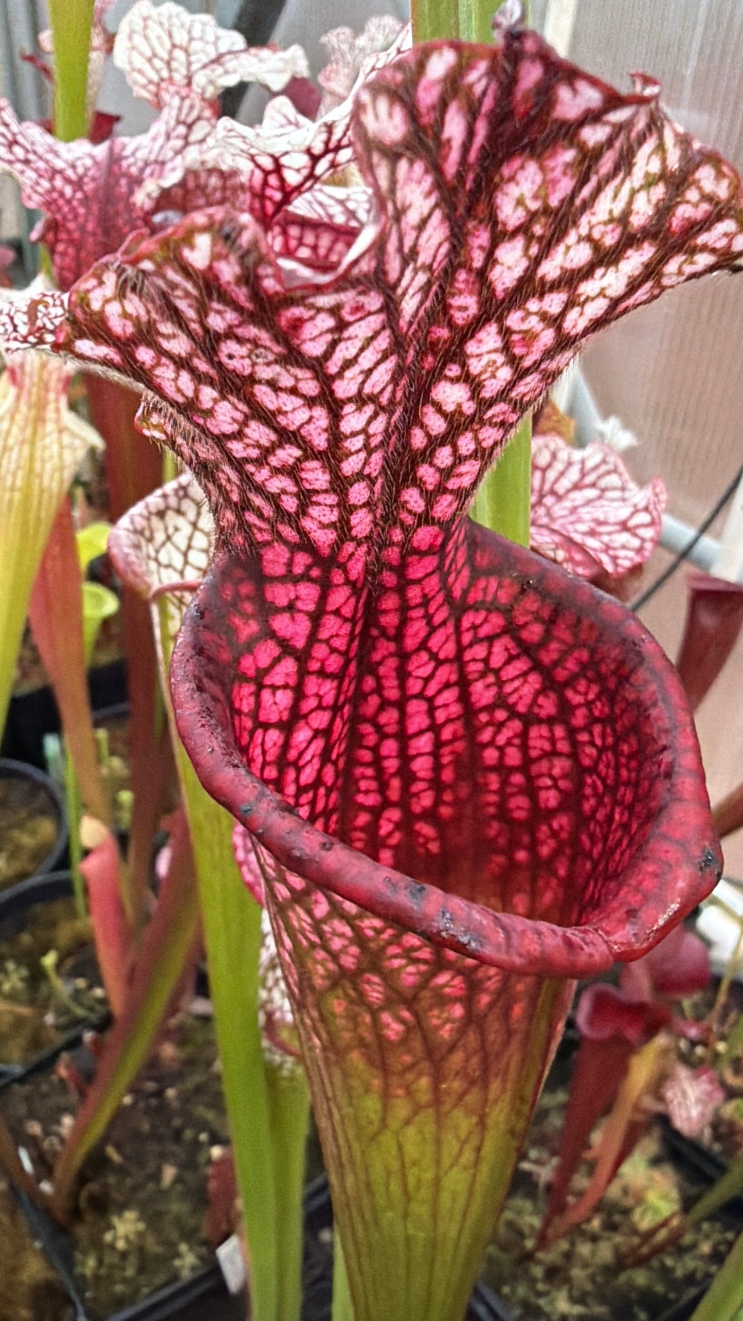 Sarracenia leucophylla Pink Baldwin Co AL Elite Select MW (Shipped Bare-Root)