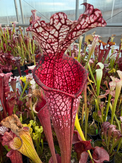 Sarracenia leucophylla Pink Baldwin Co AL Elite Select MW (Shipped Bare-Root)