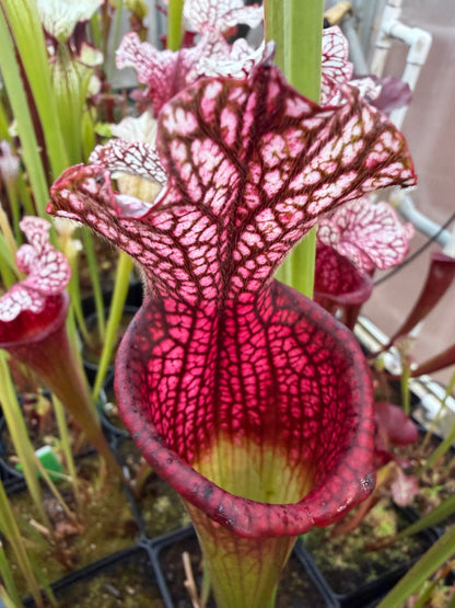Sarracenia leucophylla Pink Baldwin Co AL Elite Select MW (Shipped Bare-Root)