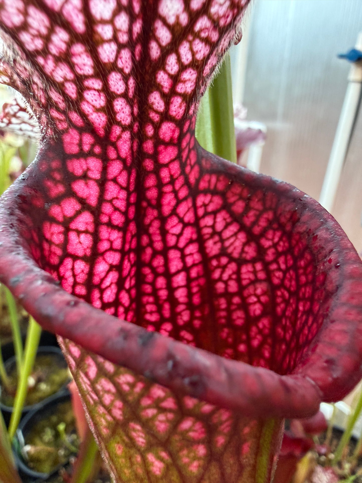 Sarracenia leucophylla Pink Baldwin Co AL Elite Select MW (Shipped Bare-Root)