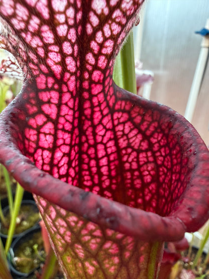 Sarracenia leucophylla Pink Baldwin Co AL Elite Select MW (Shipped Bare-Root)