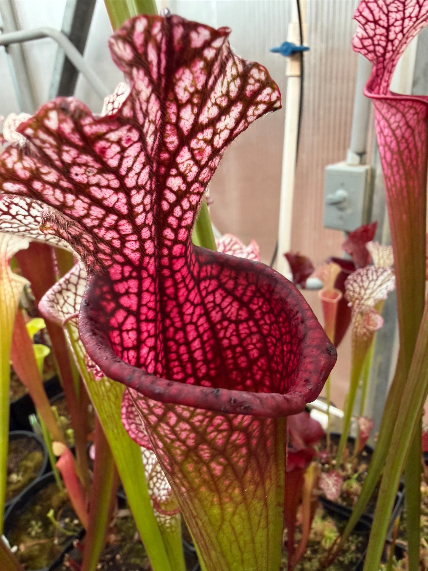 Sarracenia leucophylla Pink Baldwin Co AL Elite Select MW (Shipped Bare-Root)