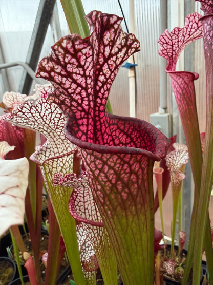 Sarracenia leucophylla Pink Baldwin Co AL Elite Select MW (Shipped Bare-Root)