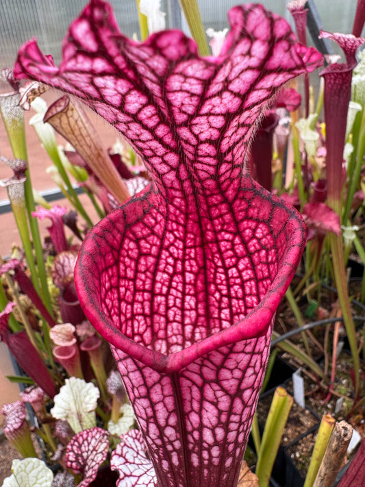 Sarracenia leucophylla Pink Baldwin Co AL Elite Select MW (Shipped Bare-Root)
