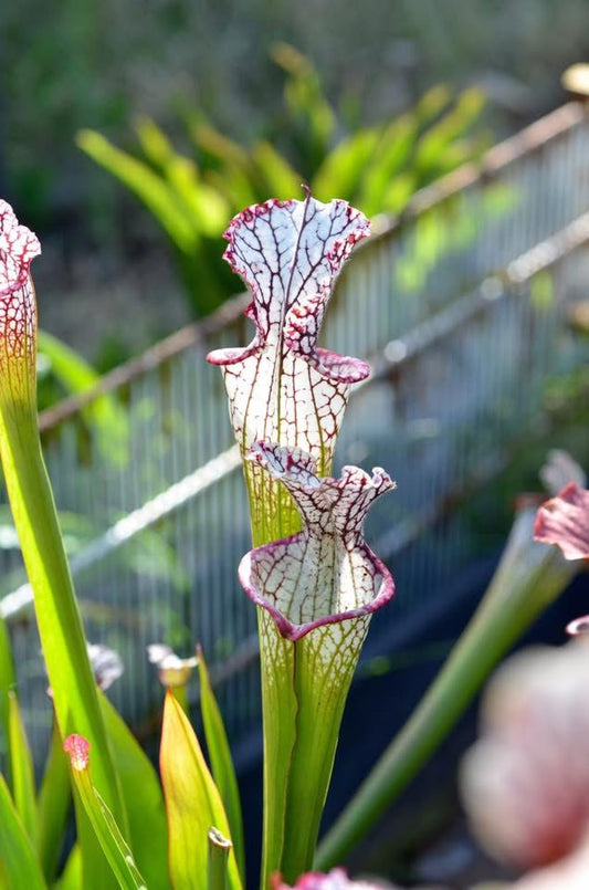 Sarracenia leucophylla Purple Lips (Shipped Bare-Root)