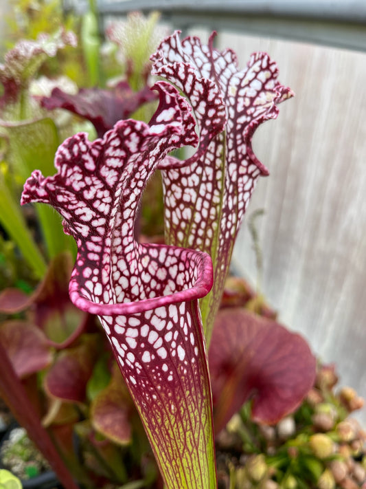 Sarracenia leucophylla Red (Franklin Co. A x B) (Shipped Bare-Root)