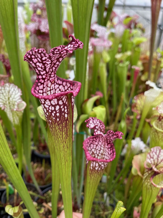 Sarracenia leucophylla Red (WRR x Franklin Co. B) (Shipped Bare-Root)