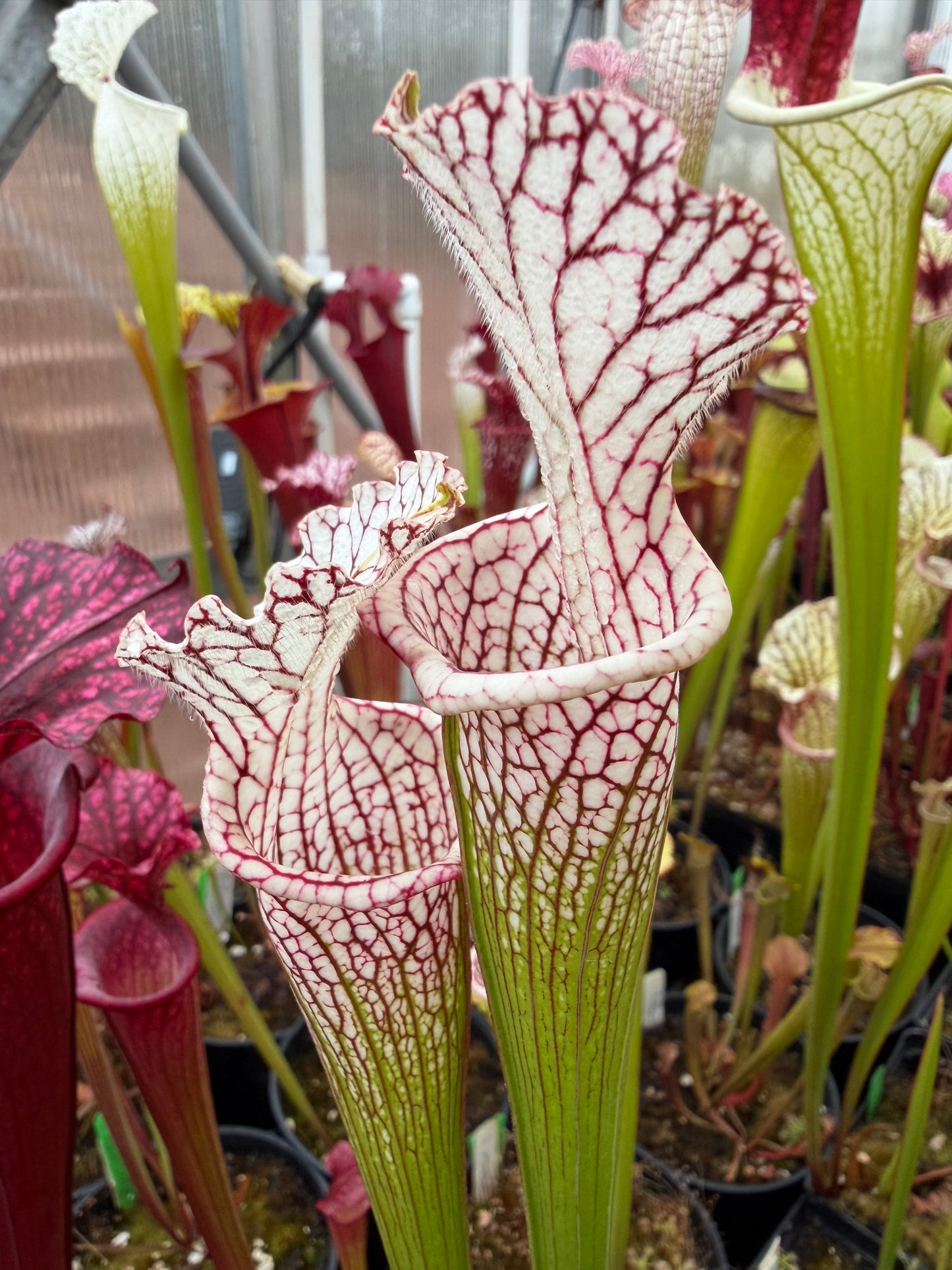 Sarracenia leucophylla Santa Rosa Pink Veins (Shipped Bare-Root)